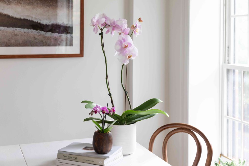 Vastu Tips To Transform Your Home -Orchid at home